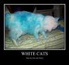 White Cats