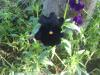 flower black