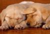 sleeping pups
