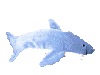 swimming shark