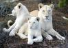white lioness and cubs