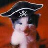 pirate kitty
