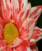Pretty Claude Monet type flower