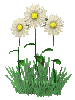 kwiaty flower