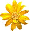 peace yellow flower