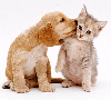 Puppy & Kitty