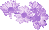 Dark Lavender Daisies