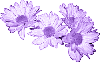 Lavender Daisies
