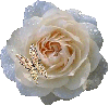 rosa blanca y mariposa