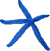 stella marina blu