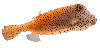 pez parchita anaranjada