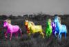 colorful horses