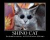 Shino Cat