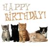 Cats Happy Birthday