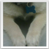 Dog heart