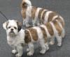 Longest puppy