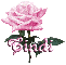 pink rose cindi