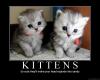 cute kitties