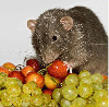 Mouse with fruit.
