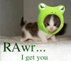 Rawr little cute kitten