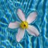 Flower In Water