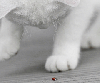 Lady Bug with a Cat