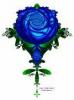 Unique Blue Rose