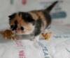 tiny adorable kitty!