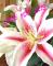 Beautiful Pink Lillies - Iris