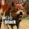 New Moon Jacob Black Werewolf