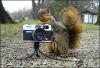 Squirrel taking photo