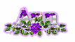 Purple rose-Ann