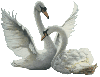 Swan Dance 2