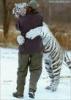 a tiger hugin a gye