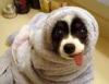 dog ina towel