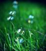 bubbles in the grass