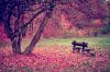 pink bench nature