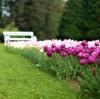 tulips bench