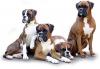 BOXERS DOGS