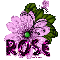 Purple Bugs Flower,Rose