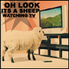 sheep looking at TV