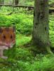 Big hamster in the forest