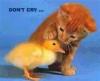 kitty and chick
