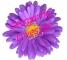 Purple Daisy - Georganne Loves Ya!