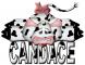 Cow Candace