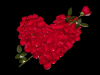 roses heart