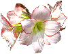 Amarilis flower