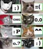 cats expressions