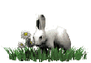 White pretty rabbit