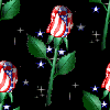 American rose Background